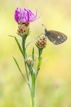 Rostbraunes Wiesenvöglechen