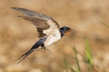 Rauchschwalbe – Hirundo rustica