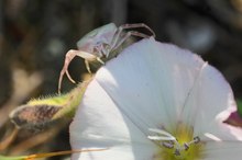 Gehöckerte Krabbenspinne auf Position