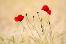 Mohn