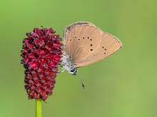 Dunkler Wiesenknopf-Ameisenbläuling  ( Maculinea nausithous )