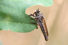 Ein Weibchen der Goldafter-Raubfliege