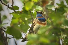 Rotsterniges  Blaukehlchen