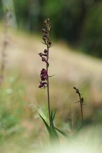 Die Braunrote Stendelwurz