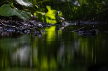 Wasseramsel im schönen Waldambiente.