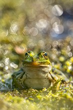 Teichfrosch im Flarehimmel