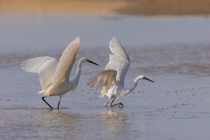 Seidenreiher – Egretta garzetta