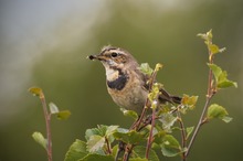 Rotsterniges  Blaukehlchen ♀