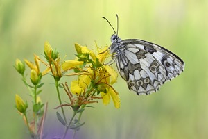 Der Sommer der Schmetterlinge