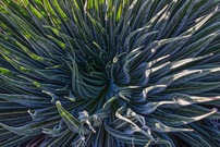 Teide-Natternkopf: Die Rosette