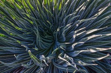 Teide-Natternkopf: Die Rosette