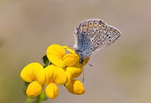 Hauhechel Bläuling