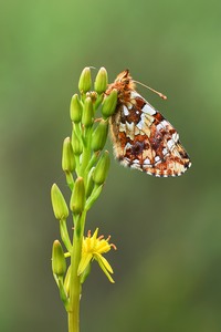 Hochmoor  Perlmuttfalter