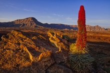 Teide-Natternkopf: Der Blütenstand