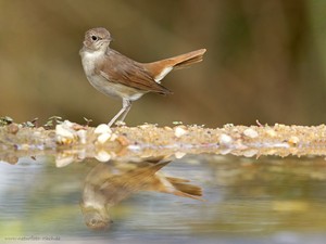 Die Sängerin am Wasser