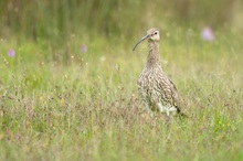 Großer Brachvogel in der Feuchtwiese