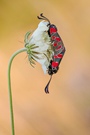 Esparsettenwidderchen auf weißer Ackerwitwenblume