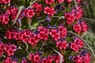 Teide-Natternkopf: Die Blüten