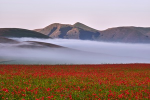 Die Mohnblüte