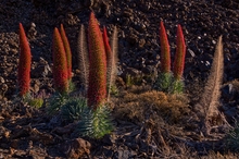 Teide-Natternkopf: Das Ende