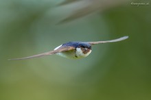 Mehlschwalbe mit Futter für den Nachwuchs