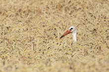 Storch im Kornfeld