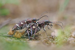 Sandlaufkäfer (Cicindela hybrida)