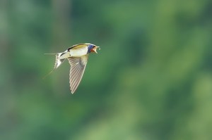 Luftfliegenfischer (Rauchschwalbe)