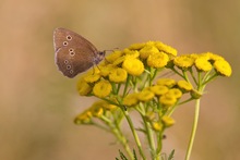 Brauner Waldvogel