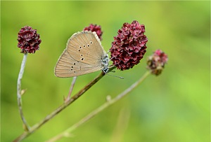 Wiesenknopf-Ameisenbläuling