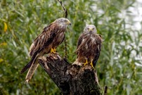 Geschwister im heutigen Dauerregen