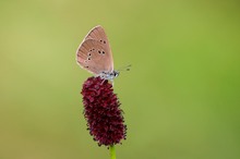 Dunkler Wiesenknopf-Ameisenbläuling