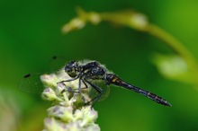 Schwarze Heidelibelle