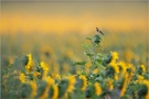 Distelfink ohne Distel