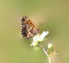 Magerrassen Perlmuttfalter (dokumentarisch)