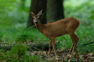 Ein kurzer Blick