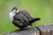 Wasseramsel mit viel Nähe