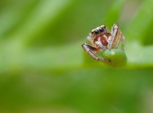 Stachelarmer Pfeilspringer (Icius subinermis) Männchen