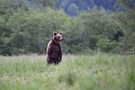 Ein Bär ist aufgeregt :-)