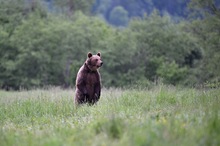 Ein Bär ist aufgeregt :-)