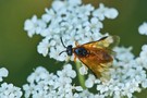 Echte Blattwespe (Athalia sp.)