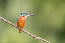 Eisvogel am Abend