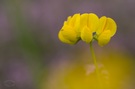 Nach dem Regen und vor dem Regen