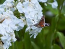 Taubenschwänzchen im Anflug