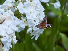 Taubenschwänzchen im Anflug