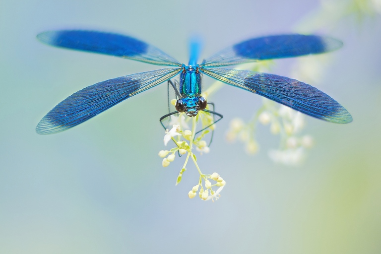 Männliche Caloptheryx splendens.