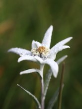 Alpen-Edelweiss