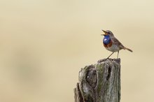 Weißsterniges Blaukehlchen