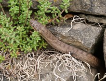 Schlingnatter (Coronella austriaca)