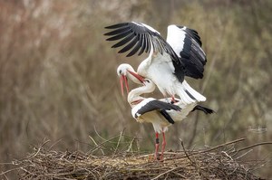 Making storks